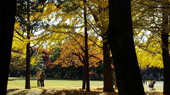 清澄公園　紅葉