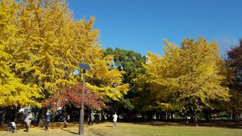 清澄庭園　紅葉