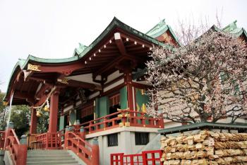 亀戸天神社　梅