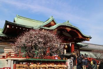 亀戸天神社　梅