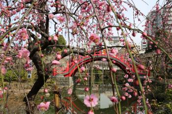 亀戸天神社　梅