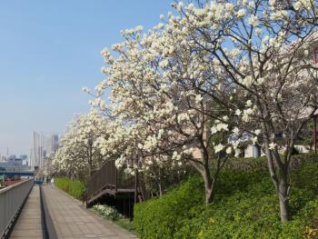 汐浜運河沿い「潮風の散歩道」　ハクモクレン