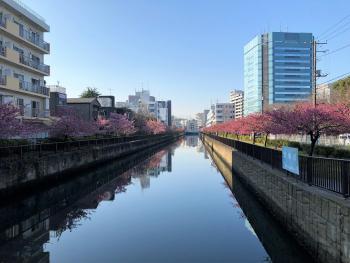 大横川護岸　河津桜