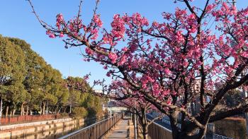 大横川護岸 河津桜