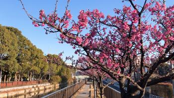 大横川護岸　河津桜