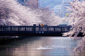 石島橋（大横川桜）