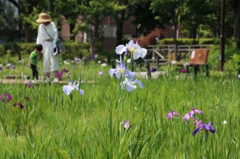 横十間川親水公園「花菖蒲園」