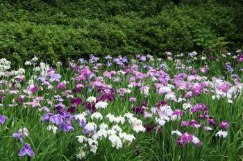 清澄庭園　花菖蒲