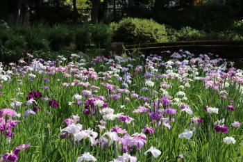 清澄庭園　花菖蒲