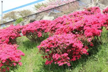 越中島公園　ツツジ