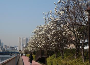 汐浜運河 ハクモクレン