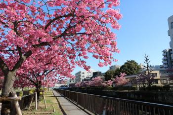 大横川 河津桜