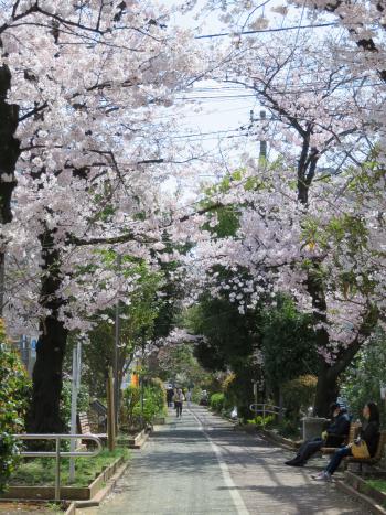 亀戸緑道公園 桜