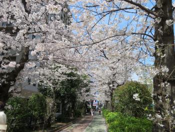 亀戸緑道公園 桜