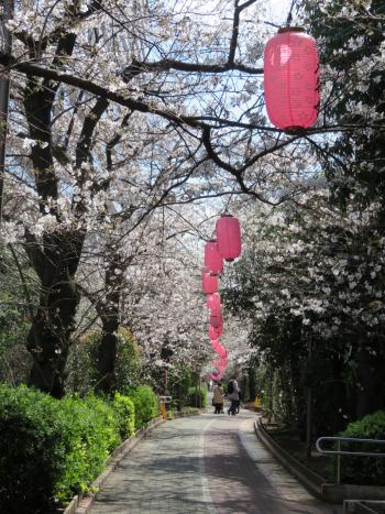 亀戸緑道公園 桜まつり