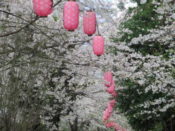 亀戸緑道公園 桜まつり