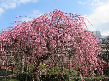 亀戸天神 梅まつり