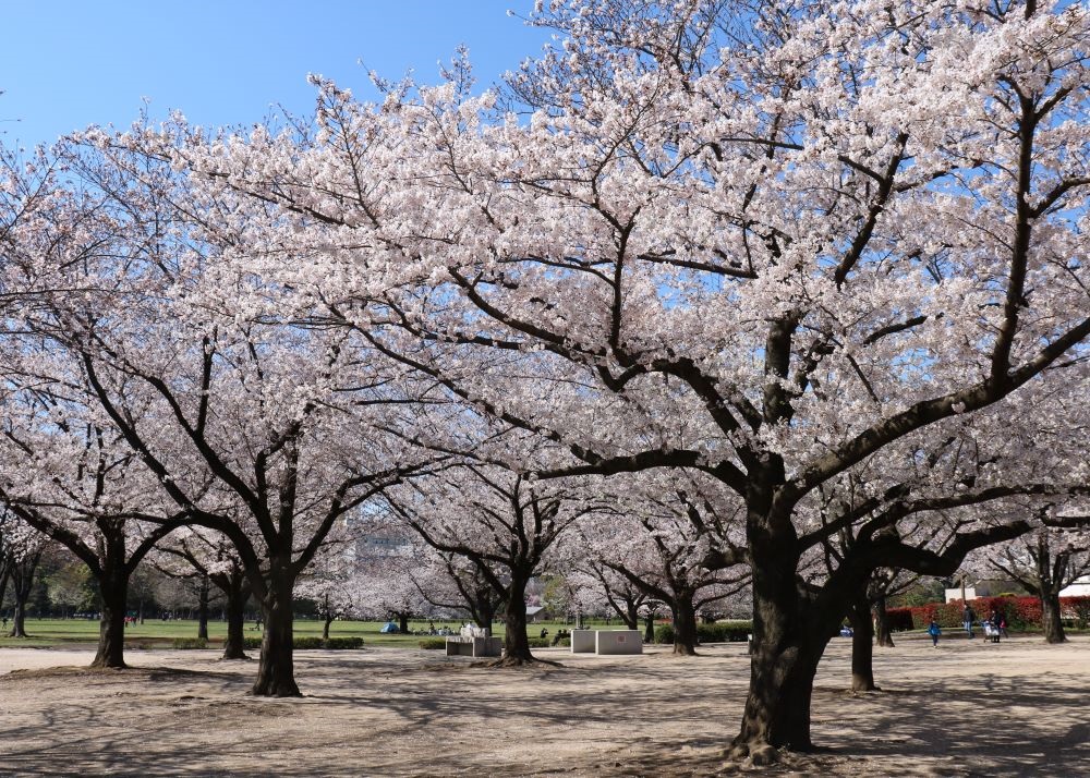 木場公園 【江東 花めぐり】こうとうの桜