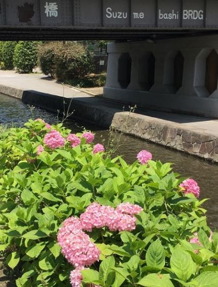 アジサイ（古石場川親水公園・旧中川水辺公園・青海駅周辺） 【江東 花めぐり】初夏を楽しむ