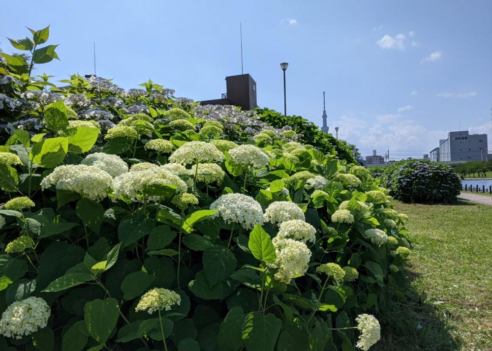  【江東 花めぐり】初夏を楽しむ