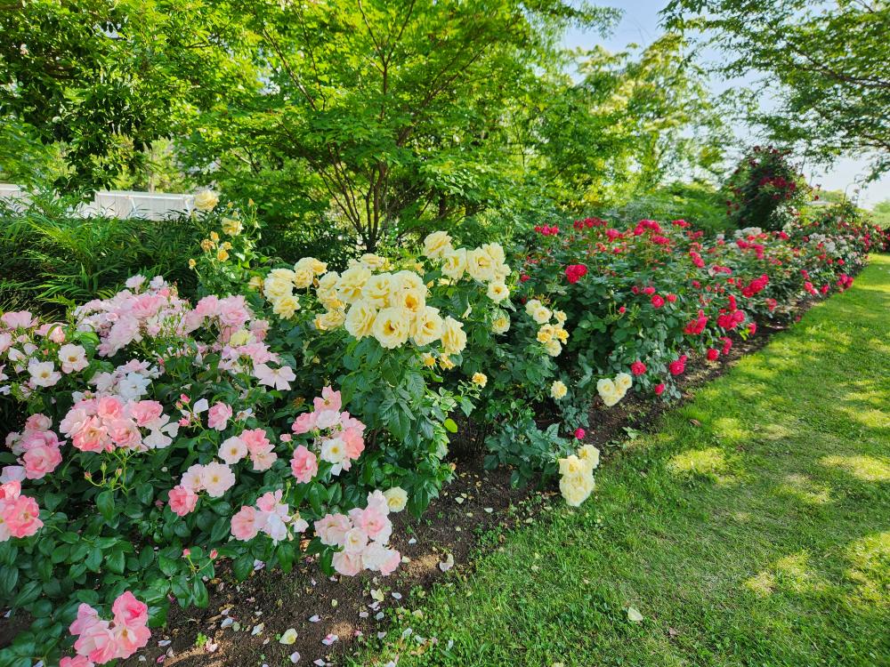  【江東 花めぐり】初夏を楽しむ