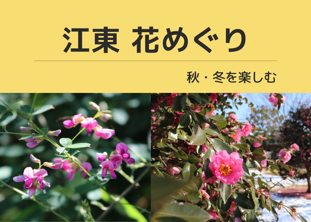 【江東 花めぐり】秋・冬を楽しむ